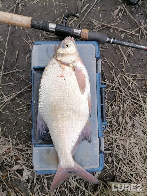 Bream, Crucian carp — protoka Malaya Zatonskaya, May 02, 2025