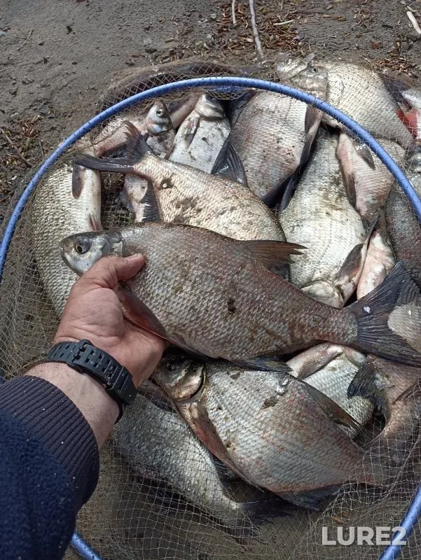 Bream — Ob, May 08, 2025