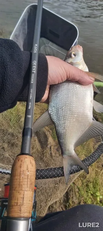 Bream — Chaus, May 11, 2025