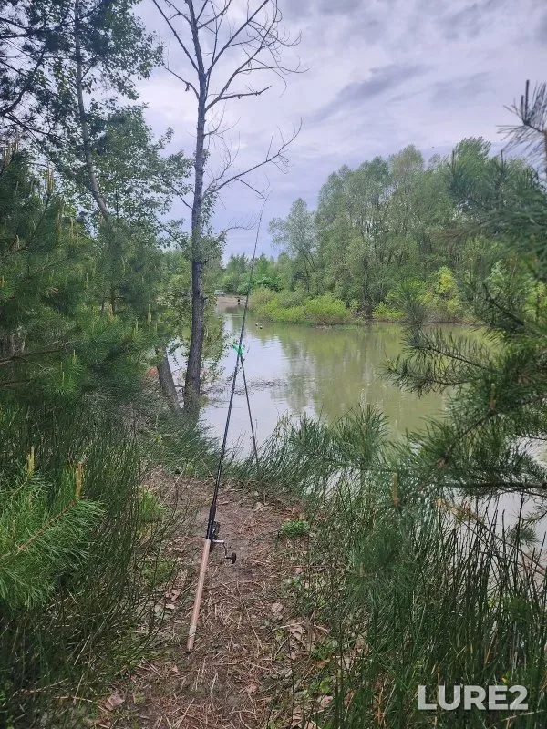 Carp, Crucian carp — protoka Malaya Zatonskaya, May 16, 2025