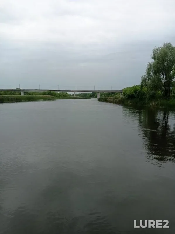 Carp, Perch — Seym, May 29, 2025