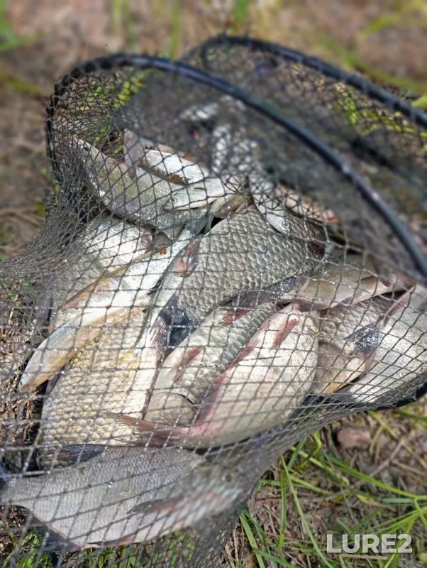 Bleak, Bream — protoka Malaya Zatonskaya, May 31, 2025