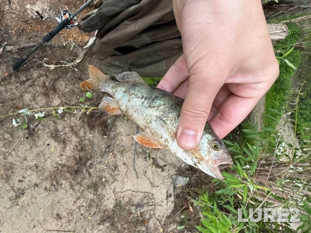 Perch — Ob, Jun 28, 2025