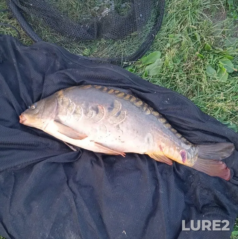 Crucian carp, Roach — Glukhoye, Jun 27, 2025