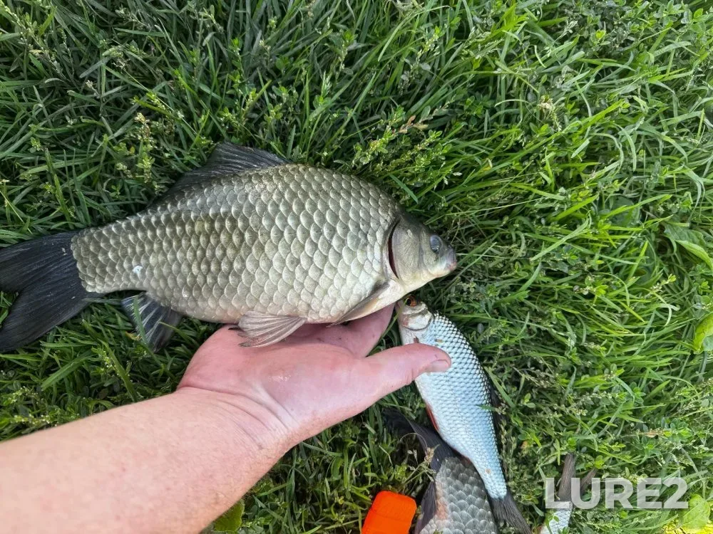 Carp — Glukhoye, Aug 30, 2025