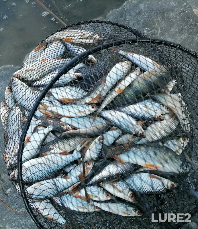 Perch, Pike — Chaus, Oct 26, 2025