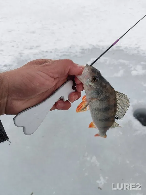 Perch — Inya, Nov 18, 2025
