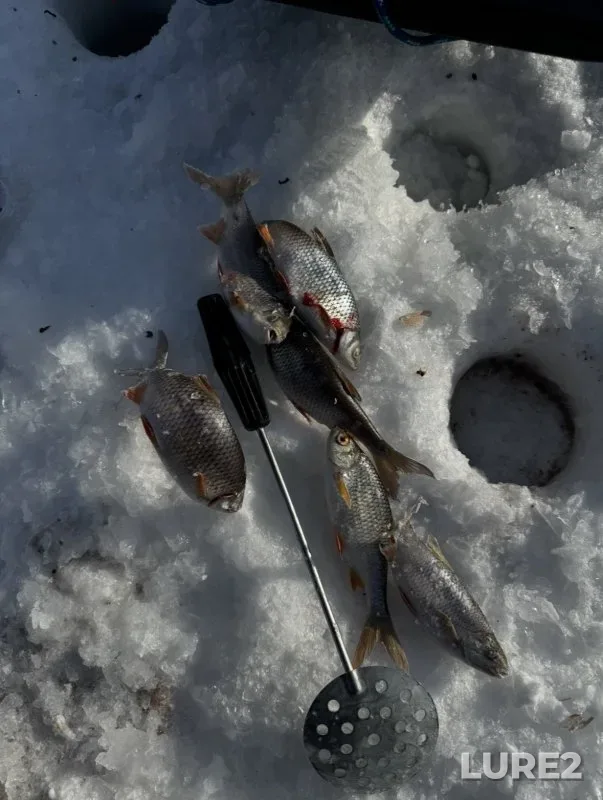 Roach — Glukhoye, Feb 05