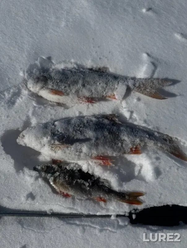 Perch, Roach — Glukhoye, Mar 10