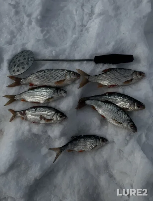 Perch, Roach — Glukhoye, Mar 19