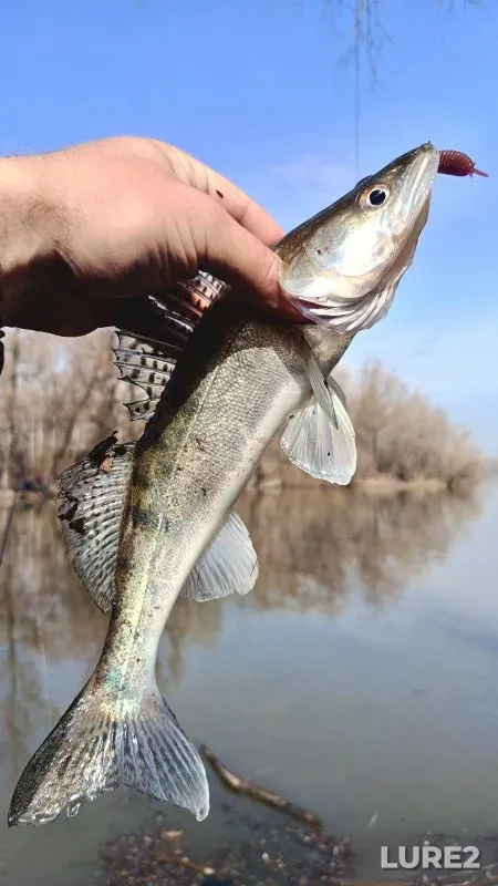 Bream, Zander — Tulka, Apr 21