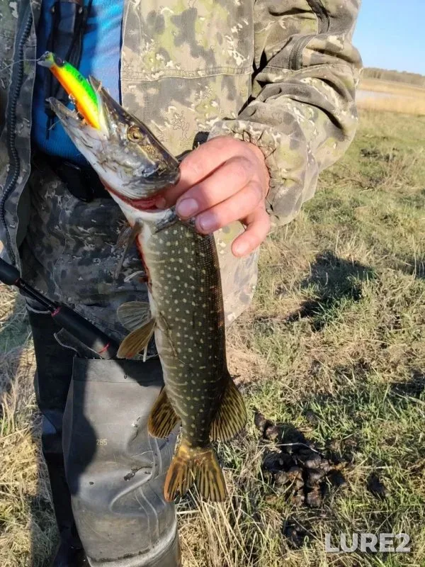 Crucian carp — Karasuk, Apr 30