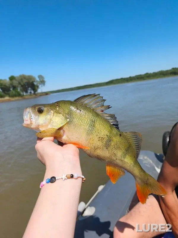 Ide, Perch — Ob, Jun 01
