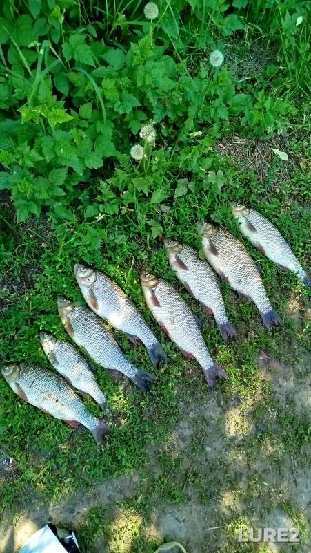 Bream, Ide — Inya, Jun 09