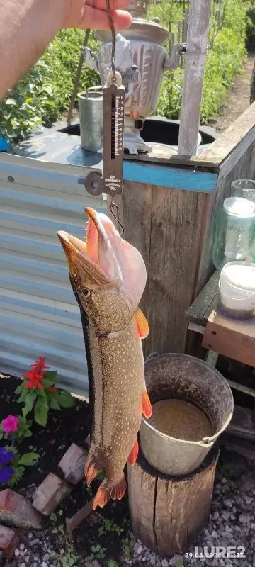 Crucian carp — Karasuk, Jun 29