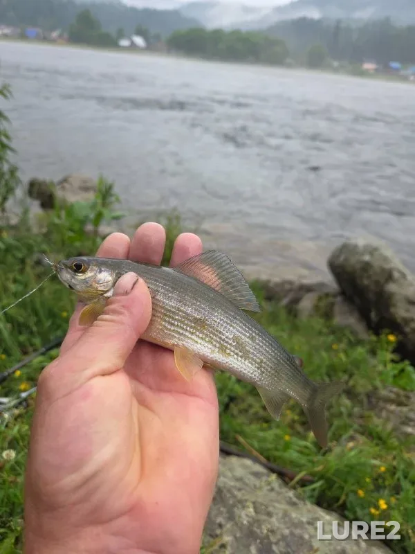 Grayling — Teletskoye, Jun 30