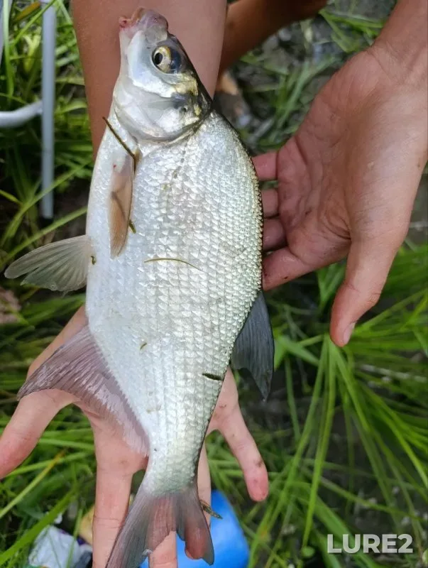 Bream, Crucian carp — Inya, Jul 09