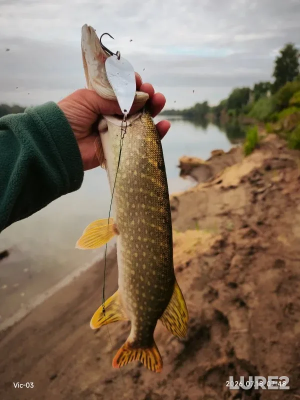 Perch, Pike — Ob, Jul 18