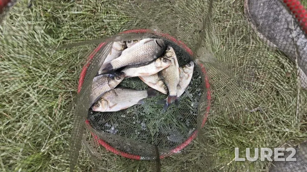 Crucian carp — Khimzavodskoye, Jul 23