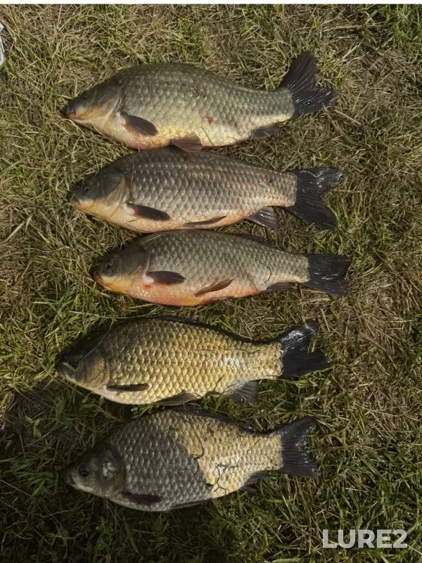 Carp, Crucian carp — Glukhoye, Jul 25