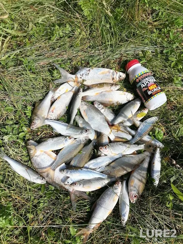 Bleak, Bream — Yarinskiy zaton, Aug 09