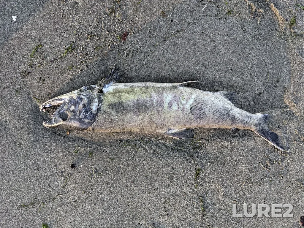 Chum salmon — Outer Vancouver Harbour, Oct 30, 2021, 4:32 PM