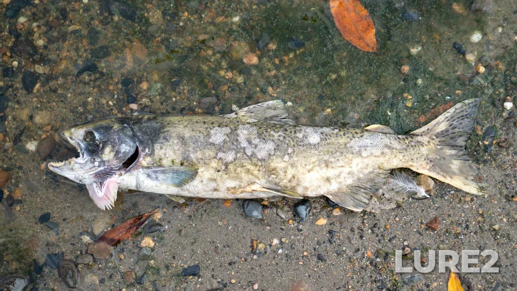 Chinook salmon — South Thomposon River, Oct 19, 2021, 2:39 PM