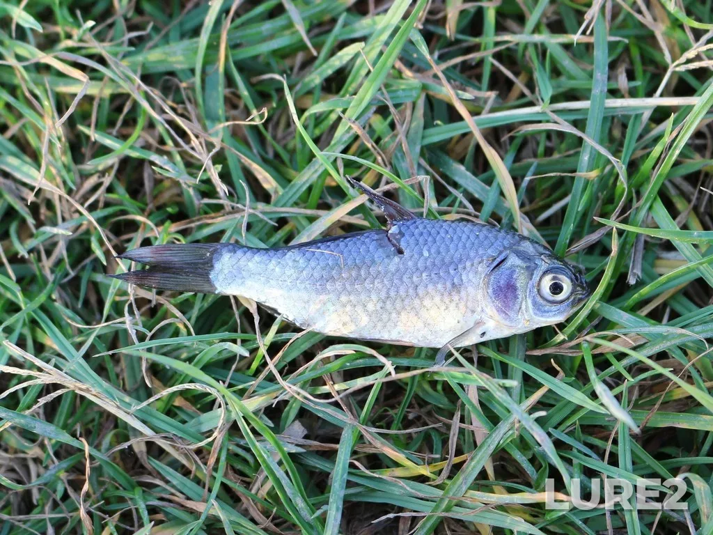 Crucian carp — Kuban, Nov 05, 2021, 3:46 PM