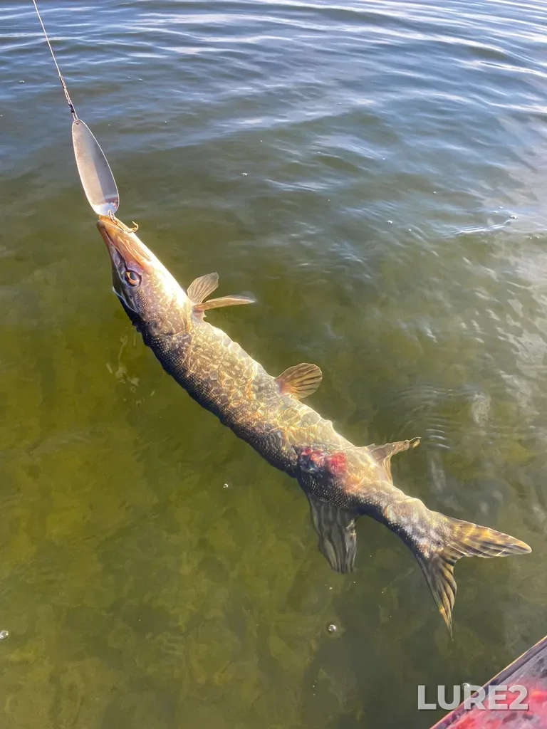 Pike — Lake Audy, Nov 06, 2021, 11:01 AM