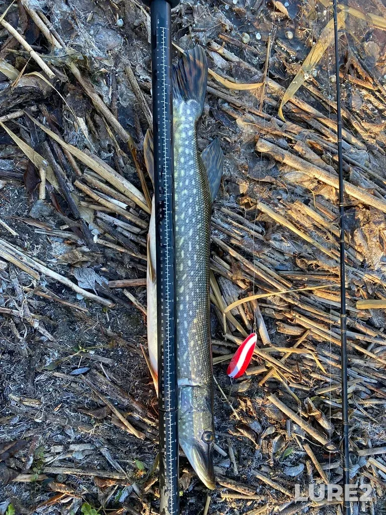Pike — Little Saskatchewan River, Nov 06, 2021, 11:49 AM