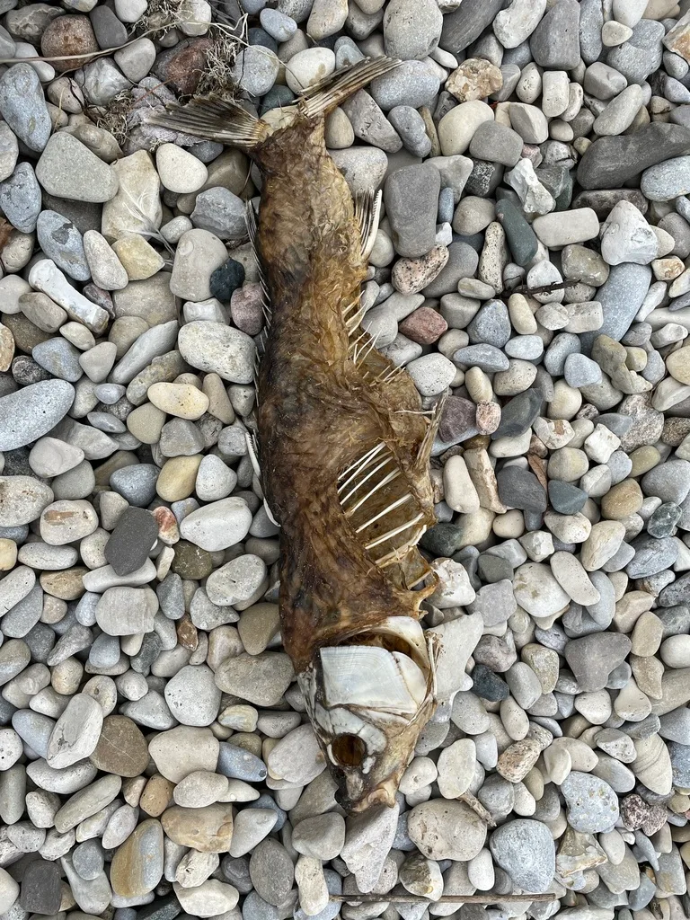 Carp — Lake Huron, Nov 11, 2021
