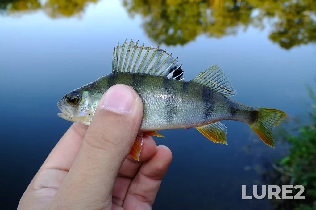 Perch — Vop, Aug 24, 2015, 7:15 AM
