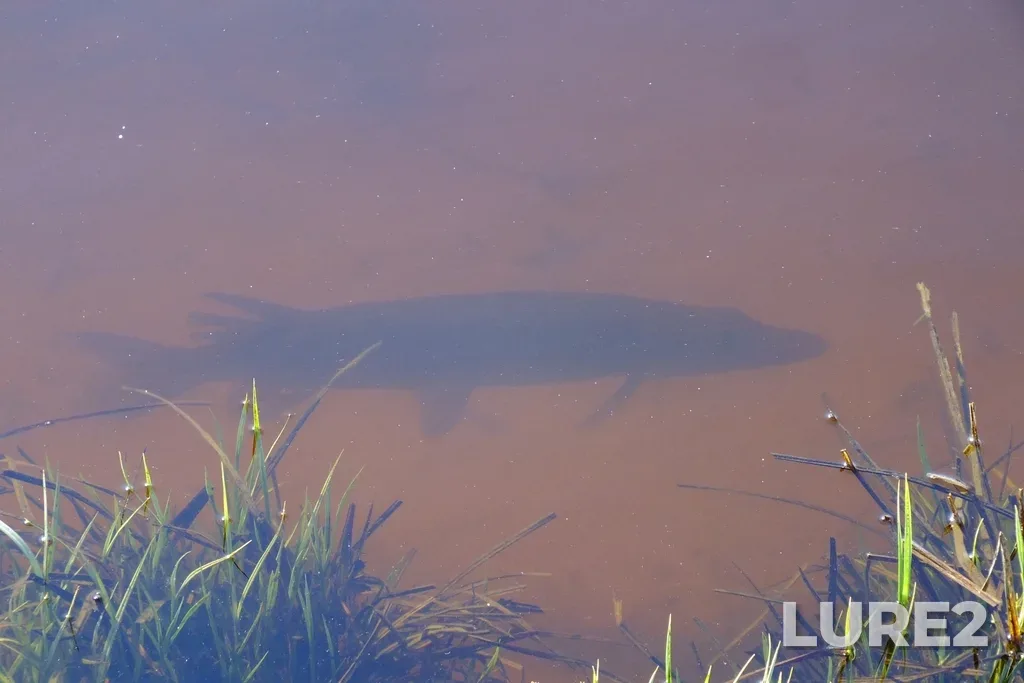 Pike — Zemsnaryad, May 06, 2015, 8:38 AM