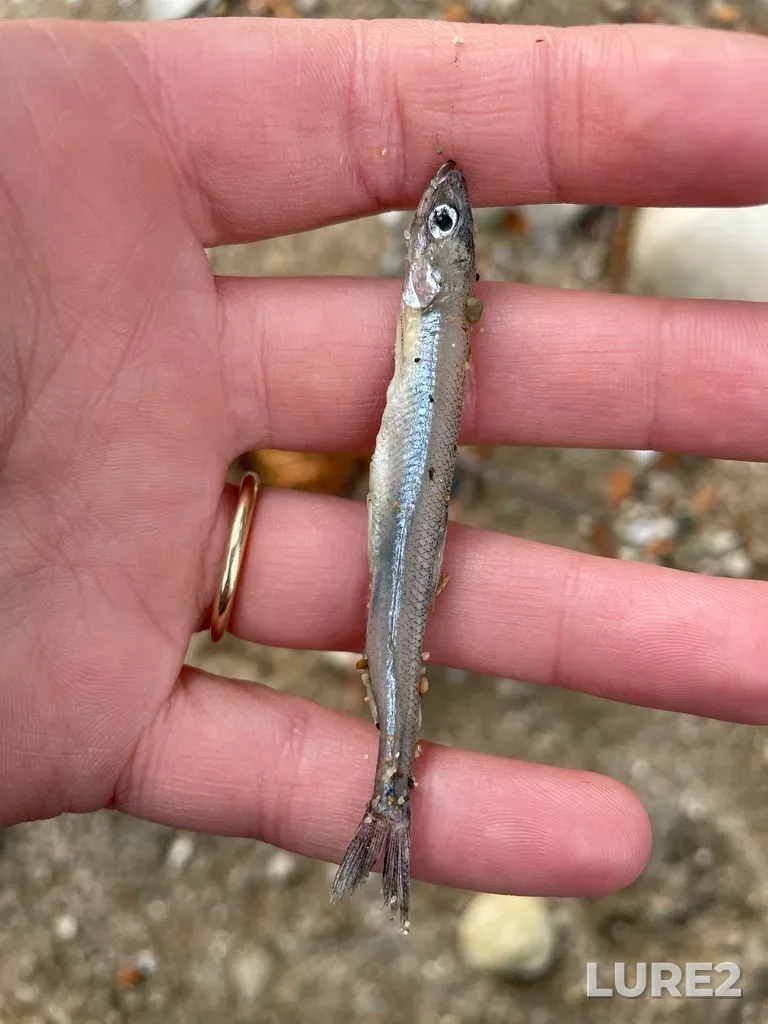 Rainbow smelt — Lake Huron, Dec 04, 2021, 1:45 PM
