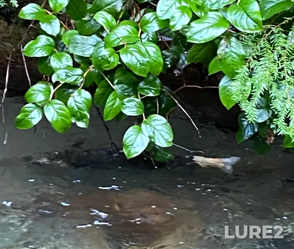 Chinook salmon — Chilliwack River, Dec 11, 2021, 12:05 PM