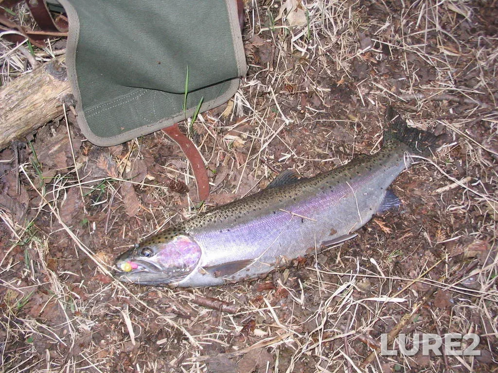 Rainbow trout — Grassy Lake, Apr 29, 2006