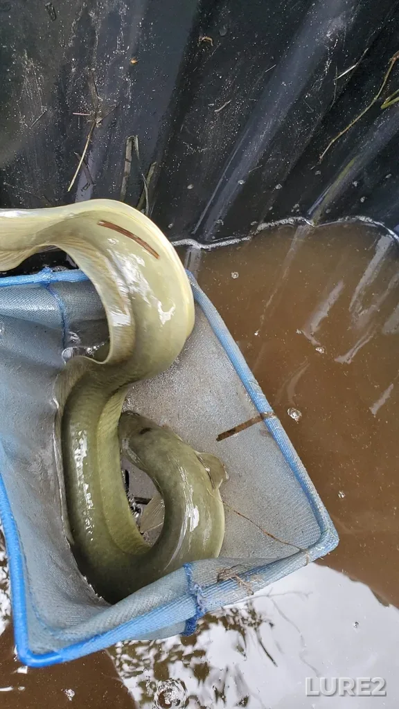 European eel — Kouchibouguacis River, Jul 28, 2021, 2:57 PM