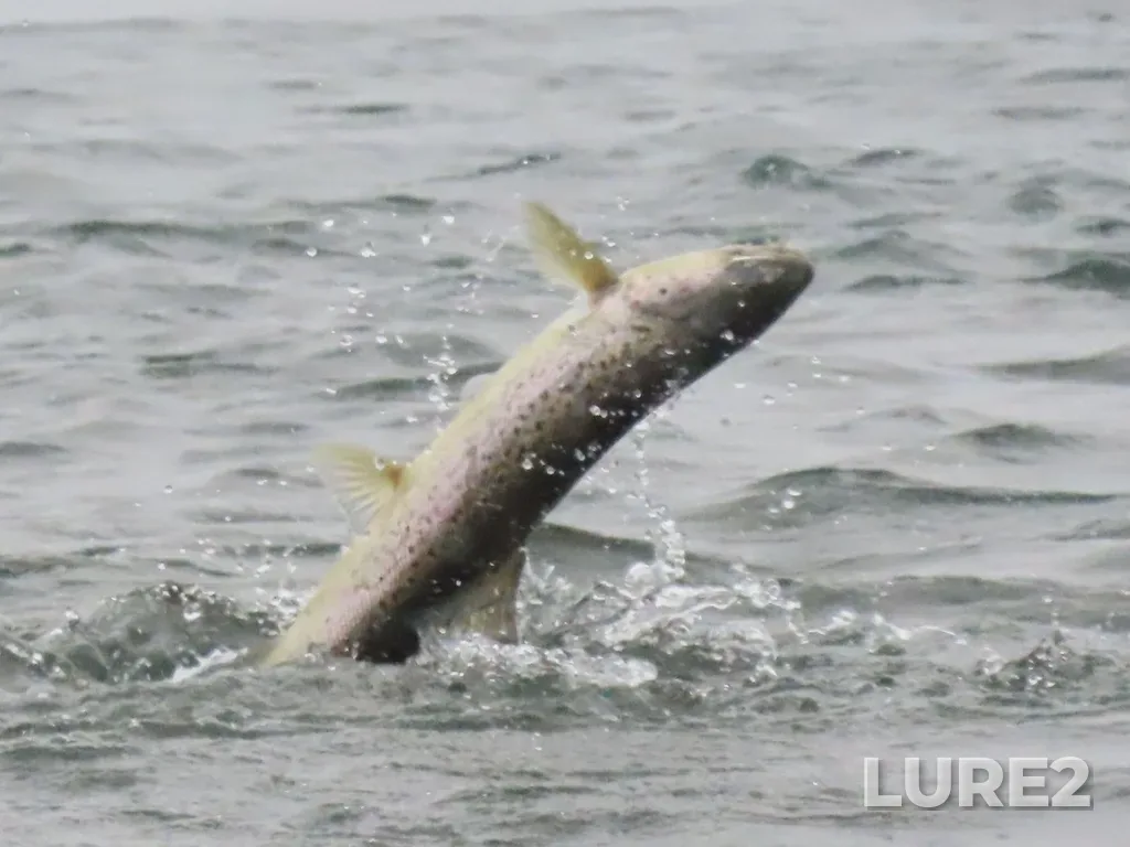 Atlantic salmon — St. Marys River, Dec 18, 2021, 10:04 AM