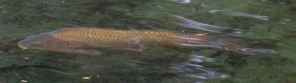 Carp — Thames River, Dec 30, 2021