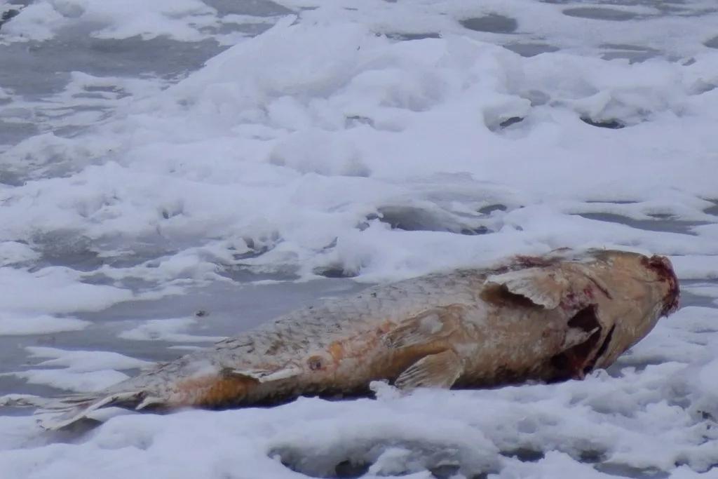 Carp — Okanogan River, Jan 2, 2022