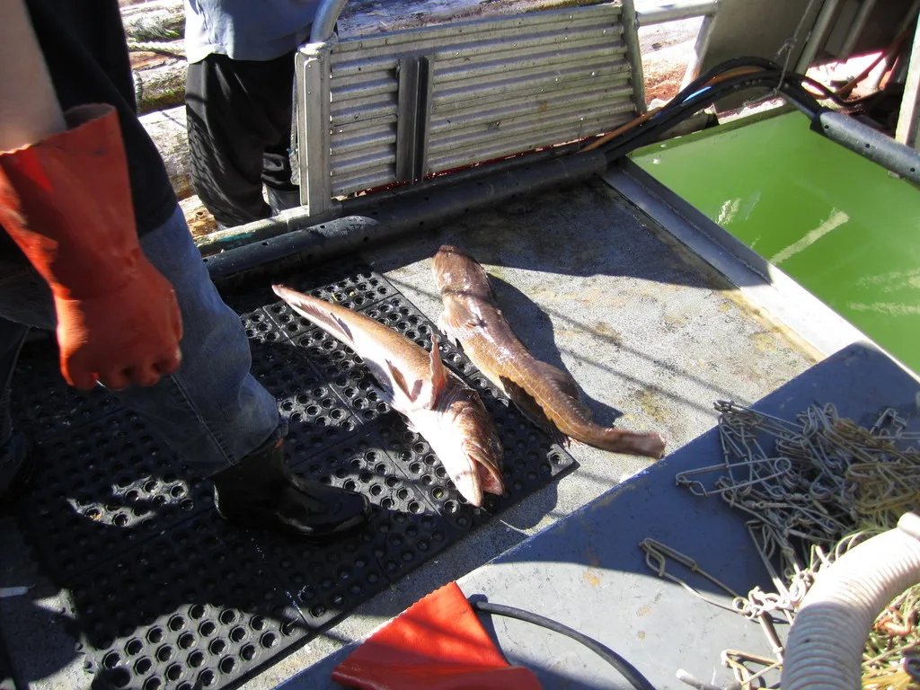 Lingcod — Winter Harbour, Sep 9, 2011
