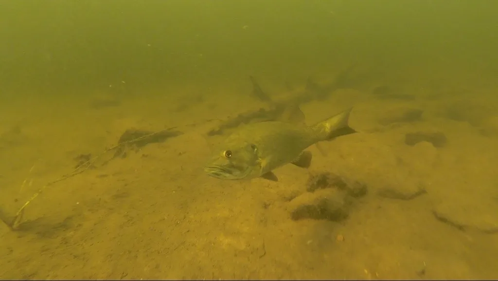 Smallmouth bass — Wolf Lake, Jul 21, 2018