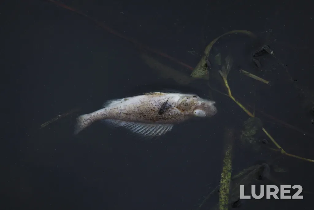 Ruffe — Moskva, Jul 26, 2021, 11:29 AM