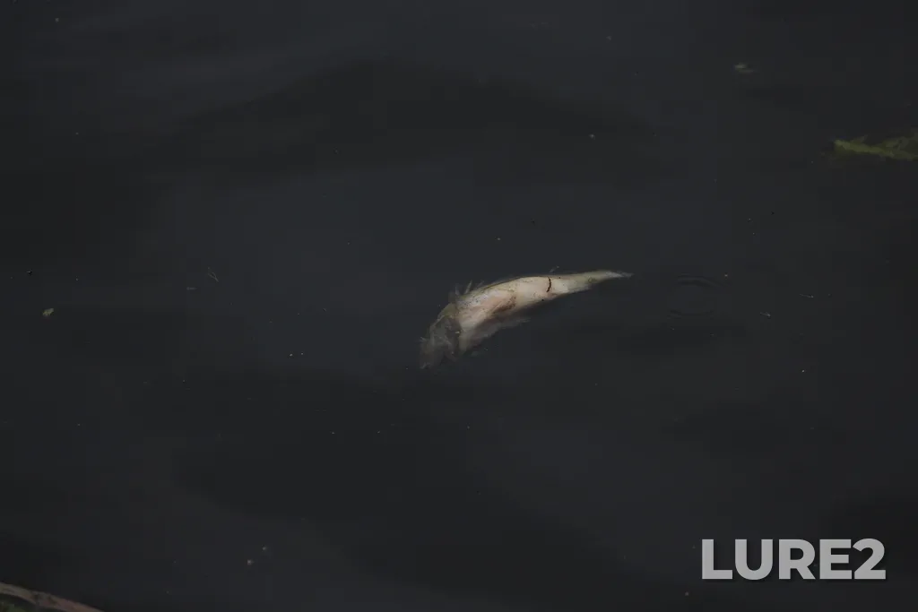 Ruffe — Moskva, Aug 01, 2021, 1:07 PM