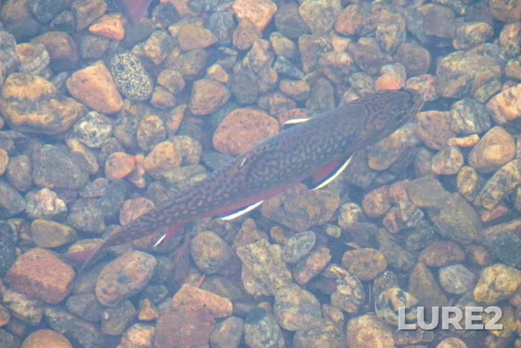 Brook trout — Lac Piché, Oct 09, 2011, 10:58 AM