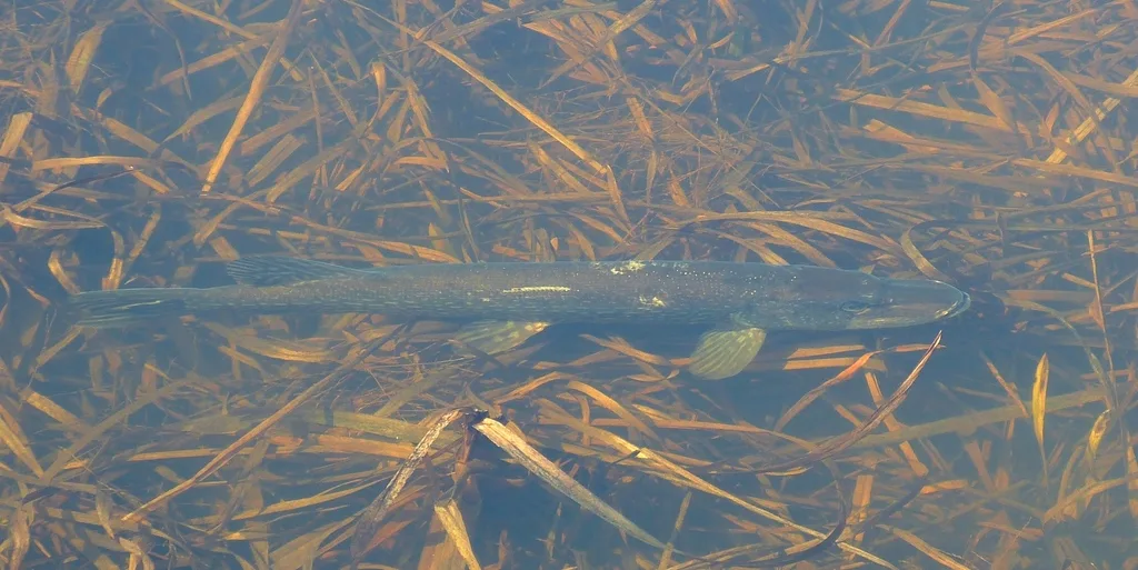 Pike — Rivière Nicolet, Apr 21, 2013