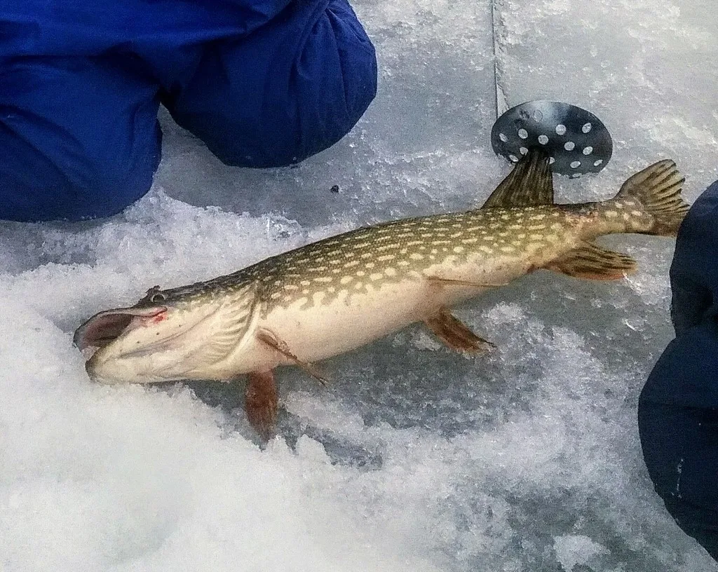 Pike — Buck Lake, Apr 6, 2018