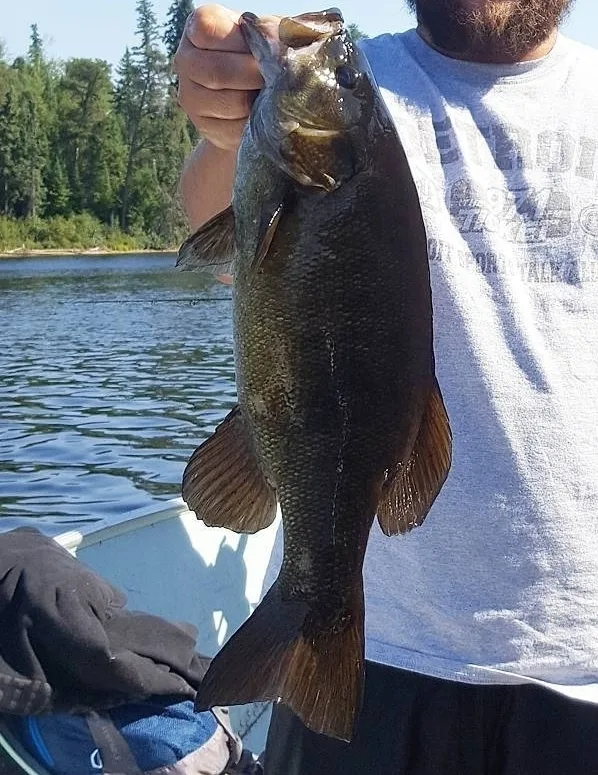 Smallmouth bass — Old Man Lake, Aug 31, 2017