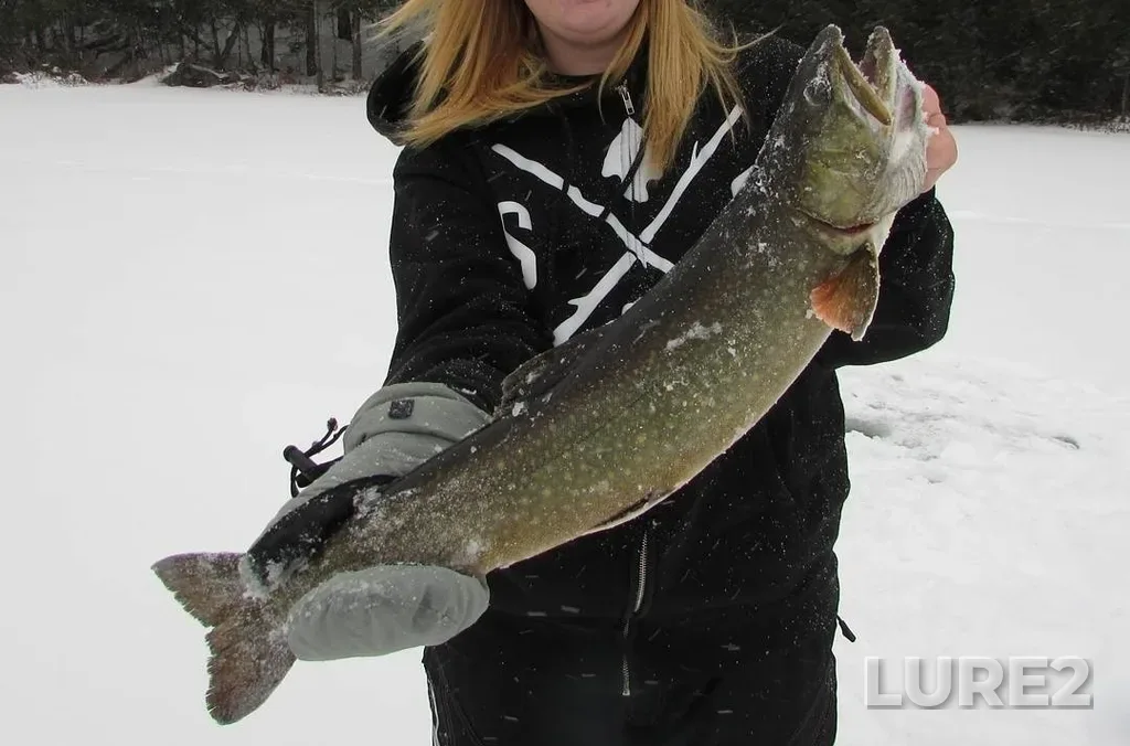 Brook trout — Tower Lake, Jan 15, 2016