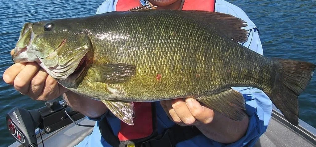 Smallmouth bass — Lauzon Lake, Sep 4, 2016